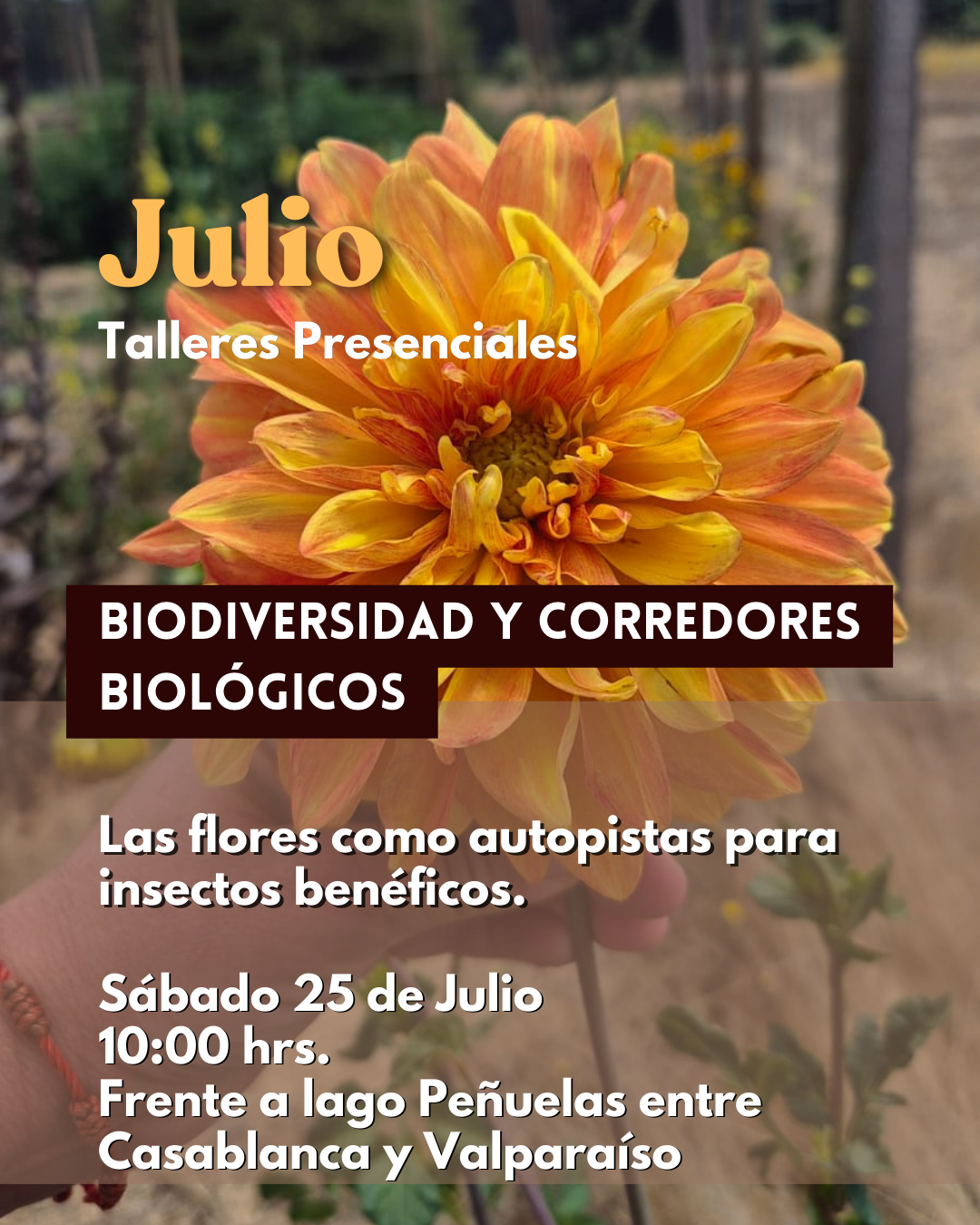 Taller Presencial JULIIO | Compartir la Huerta