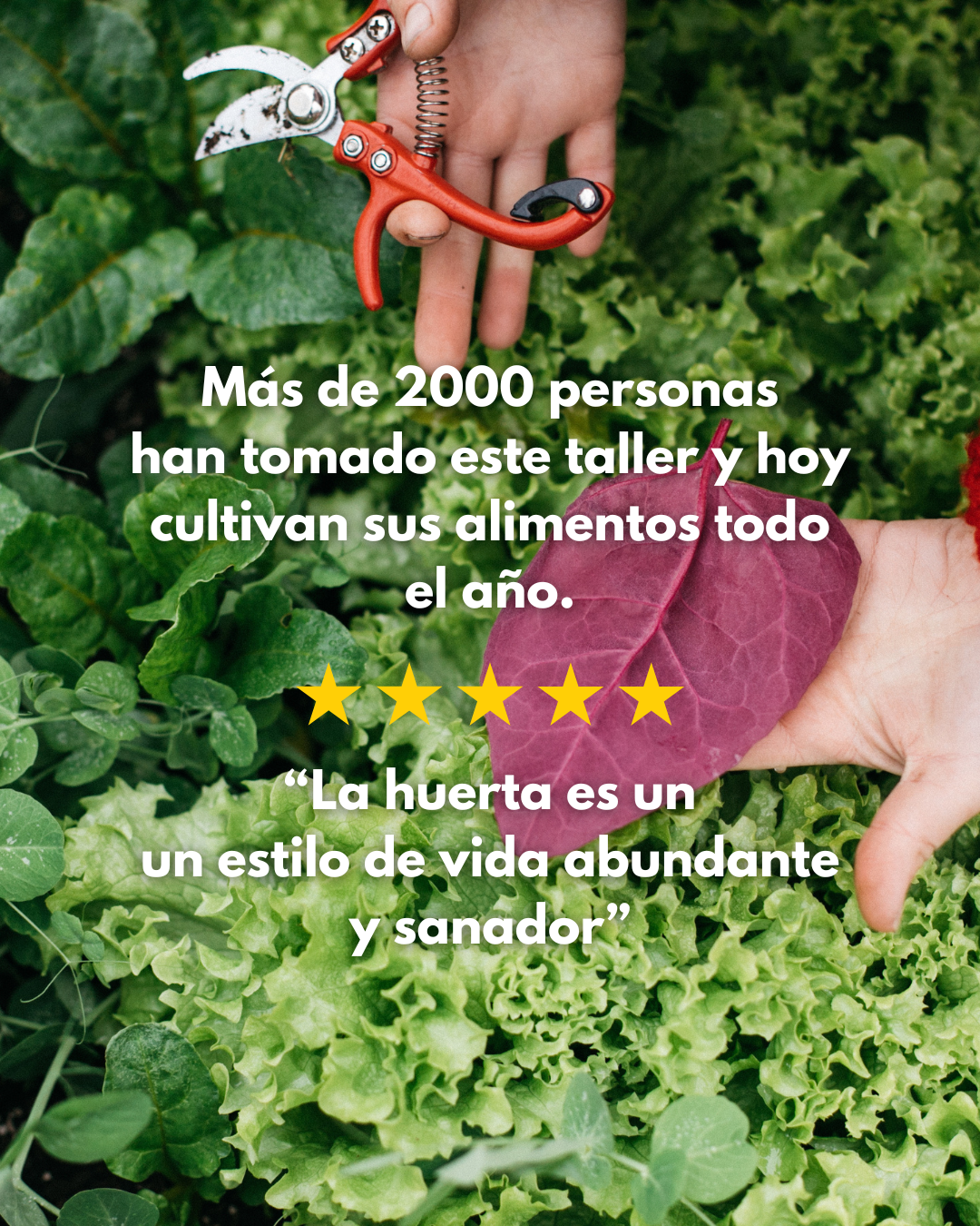 Curso Online de Huerto Familiar