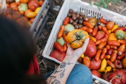 CURSO ONLINE CULTIVO DE TOMATES | Los Reyes del Verano