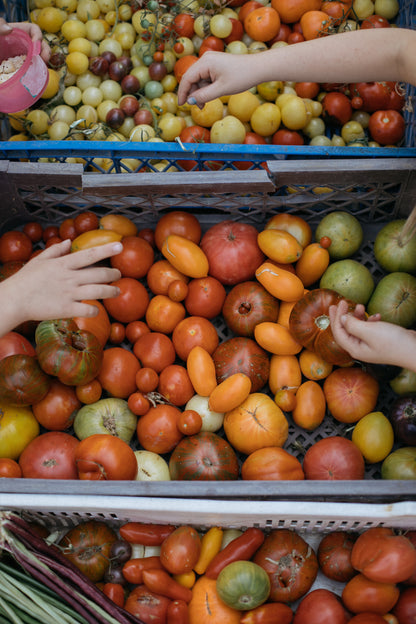 CURSO ONLINE CULTIVO DE TOMATES | Los Reyes del Verano