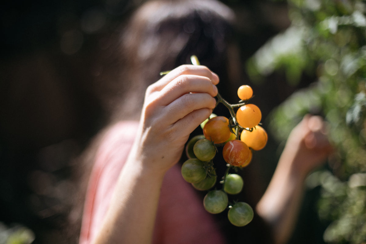 CURSO ONLINE CULTIVO DE TOMATES | Los Reyes del Verano