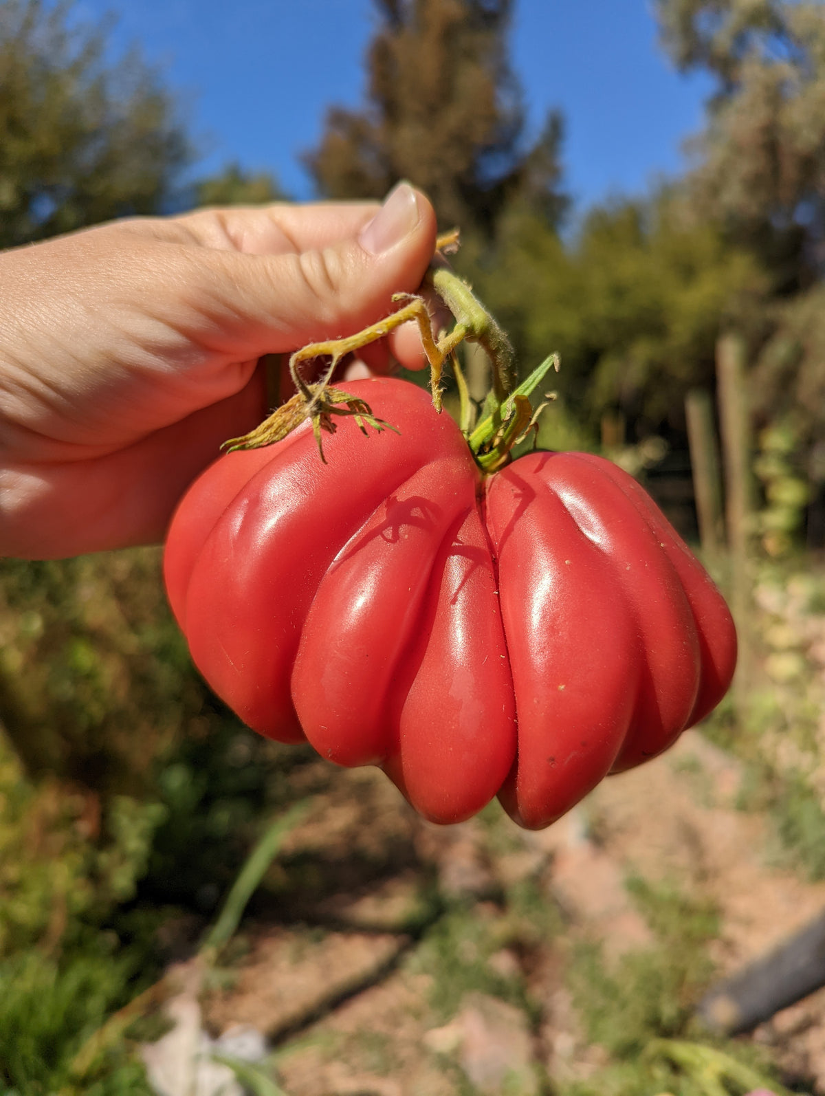 CURSO ONLINE CULTIVO DE TOMATES | Los Reyes del Verano