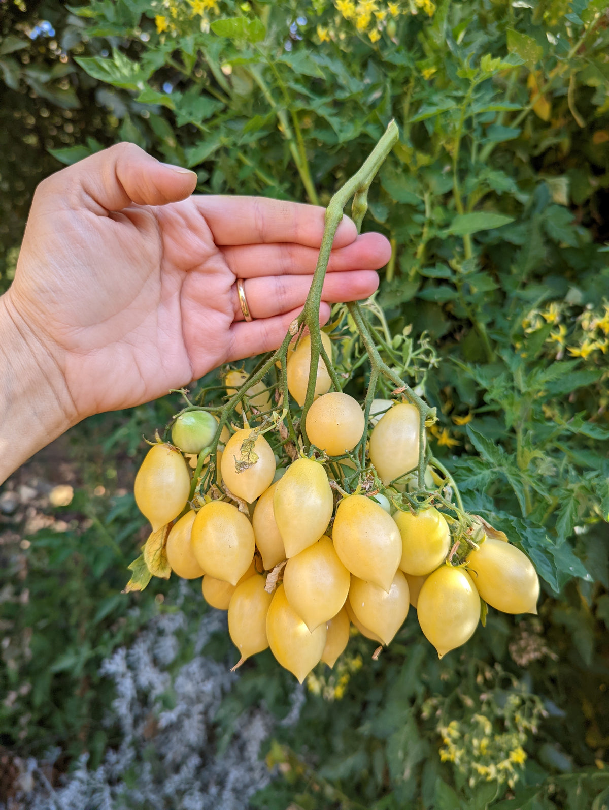 CURSO ONLINE CULTIVO DE TOMATES | Los Reyes del Verano
