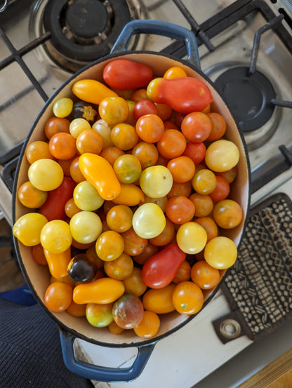 CURSO ONLINE CULTIVO DE TOMATES | Los Reyes del Verano